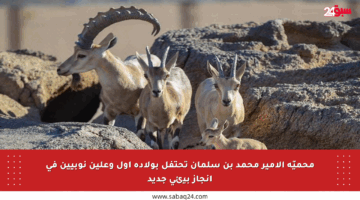 محميّة الأمير محمد بن سلمان تحتفل بولادة أول وعلين نوبيين في إنجاز بيئي جديد